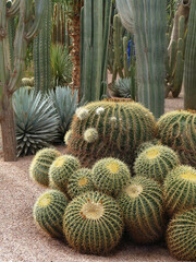 Barrel cactus at the Jardin Majorelle botanical garden in Marrakech, Morocco