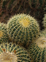 Barrel cactus at the Jardin Majorelle botanical garden in Marrakech, Morocco