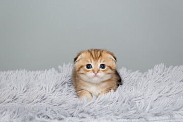 Scottish fold kitten,  sits on a grey, fur rug