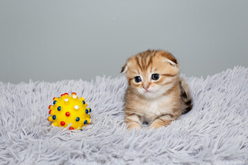 Scottish fold kitten, sits on a grey, fur rug
