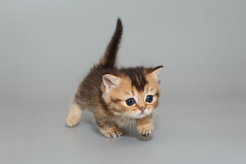 Small  Scottish kitten walks forward