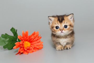 Small  Scottish kitten and a flower