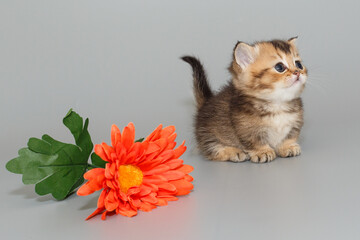 Small  Scottish kitten sits next to a flower