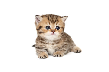 Small, striped Scottish kitten lies  on a white background.