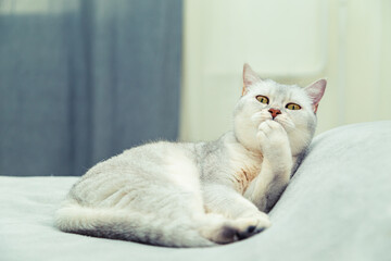 Cute Scottish Straight cat licks himself on the bed.