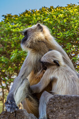 Little cute baby langur sucking mother's nipple. Bengal sacred langur (Semnopithecus entellus, Northern plains gray) lives in the tropics in India. Wildlife, nature, animal, motherhood.