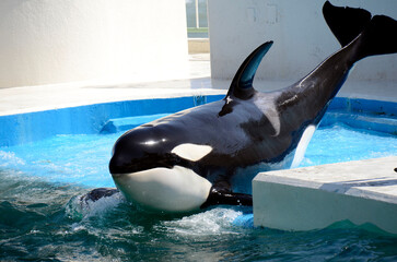 シャチ © ふわしん