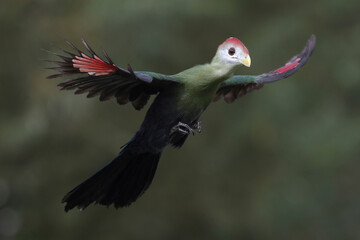 A Red-crested Turaco in flight
