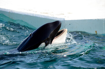 シャチ © ふわしん