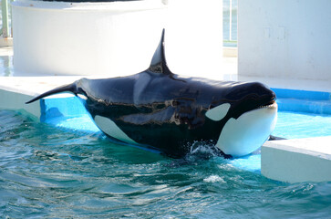 シャチ © ふわしん