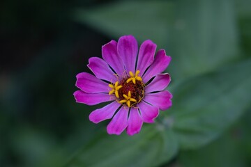 Closeup shot of a purple flower in the garden