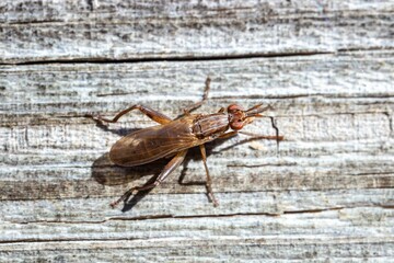 Closeup shot of an insect on the tree