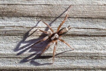 Closeup shot of a small spider on the tree