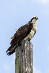 Eagle perching on a wood with blue sky background