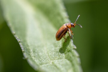 Closeup shot of a beetle on the leaves
