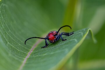 Closeup shot of a beetle on the leaves