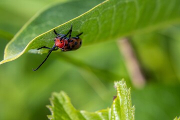 Closeup shot of a beetle on the leaves