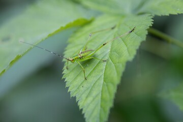 Closeup shot of an insect on the leaves