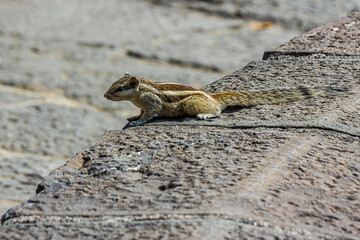 Little fluffy Indian palm squirrel sitting on a stone wall. Big fluffy tail. This animal is also known as Funambulus palmarum, three-striped palm squirrel. Looks like a chipmunk.