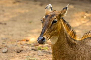 Close-up portrait of a three-quarter hornless female nilgai. The Nilgai (Boselaphus tragocamelus) is the largest antelope in Asia and lives in the north of the India. Wild animal, mammal.