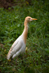 Vertical shot of cattle egret bird in a rural area surrounded by green nature
