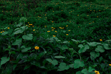 Scenic view of yellow butter daisy flowers with green leaves in a forest