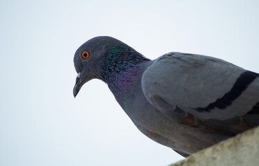 Closeup shot of a common pigeon in the background of sky