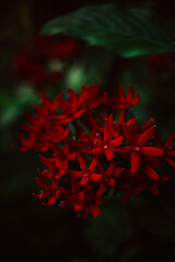 Vertical shot of red flowers blossoming in the garden