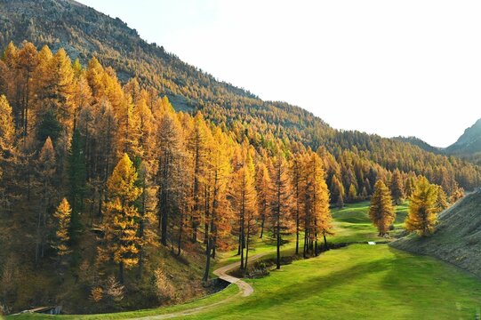 Image of mountains covered by orange pine trees during the autumn.