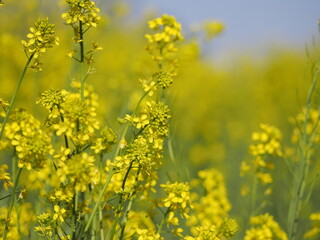 Obraz premium カラシナ