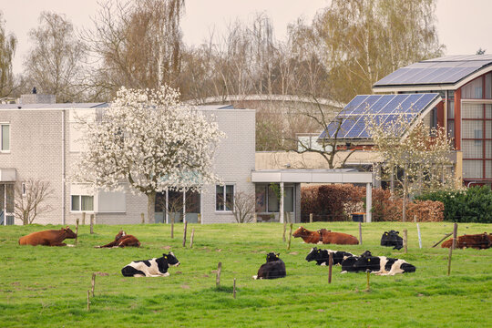 Agricultural grass field with cows in front of Dutch modern detached luxury houses in spring