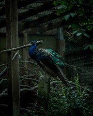 Closeup of a beautiful peafowl perched on a tree log in the zoo