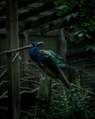 Fototapeta premium Closeup of a beautiful peafowl perched on a tree log in the zoo