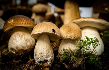 Closeup of mushrooms growing on the ground