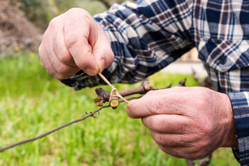 The ligature. Winemaker ties the new shoot to the wire after pruning with vegetable raffia. Traditional agriculture. Winter pruning, Guyot method.