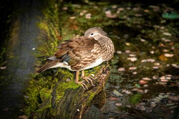 Closeup of a Mandarin duck perched on a mossy branch of a tree on shore of a pond