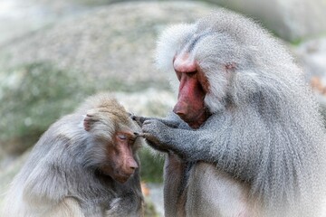 Closeup of a baboon with its baby in a zoo