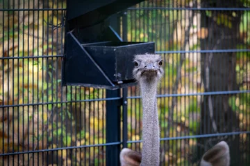 Tuinposter Closeup portrait of an ostrich in a cage, looking straight into the camera © Wirestock
