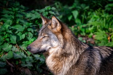 Fototapeta premium Closeup of a Eurasian wolf looking straight forward, standing against green shrubs