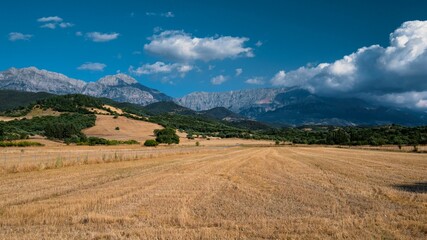 Fototapeta na wymiar Yellow field with green trees, blue sky, and Erymanthos mountains in the background in summer