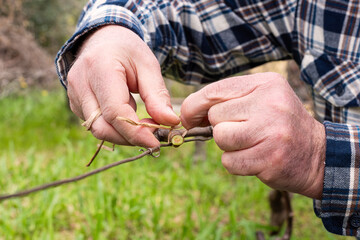 The ligature. Winemaker ties the new shoot to the wire after pruning with vegetable raffia. Traditional agriculture. Winter pruning, Guyot method.