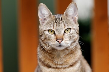 Closeup shot of the face of a gray cat with green eyes looking at the camera