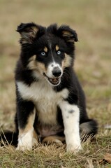Vertical closeup shot of an Australian Shepherd sitting on a field and looking at the camera