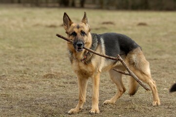 Closeup shot of a German Shepherd holding a stick in its mouth  in a field