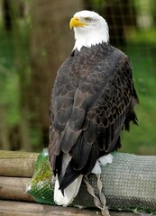 Vertical closeup shot of a Southern Bald Eagle perched on a cloth on wooden sticks