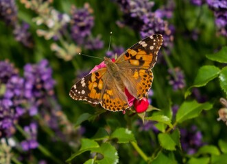 Closeup shot of a Painted lady with orange wings in black and white spots sitting on a flower