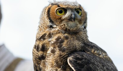 Mesmerizing closeup of a brown owl with big round eyes