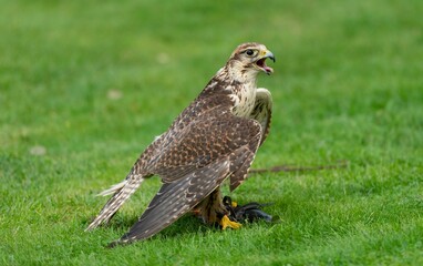 Predator falcon stomping and holding its prey on the ground in a green field
