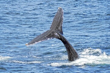 Tail of a dolphin out of the water © Wirestock
