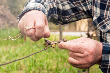 The ligature. Winemaker ties the new shoot to the wire after pruning with vegetable raffia....